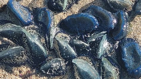 Thousands of purple creatures wash ashore in California